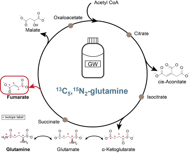 metabolic network tracing